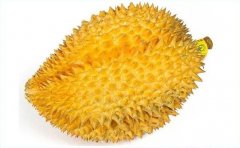 广西南宁榴莲不能和什么同吃？哪些食物不能和