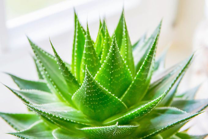 芦荟可杀菌抗炎健胃 细数芦荟的药用价值