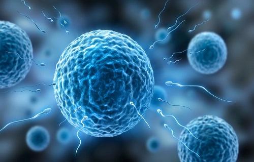 有关精子和生育的4个误区